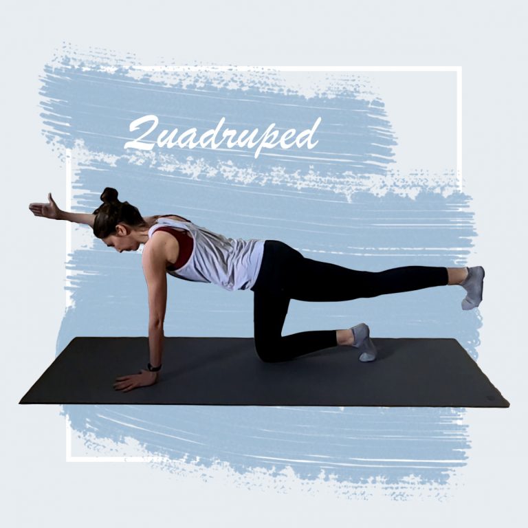 Beitrag Quadruped Seite 0